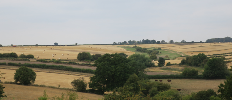 Staying with Fallows: An Eco-centric Companion for Spatial Thinking